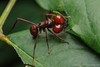 Atta Leaf-cutter Ants - Photo (c) Chien Lee, all rights reserved, uploaded by Chien Lee