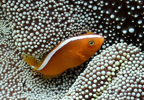 Amphiprion sandaracinos