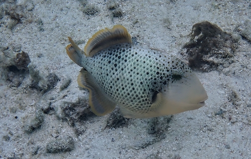 Pseudobalistes flavimarginatus