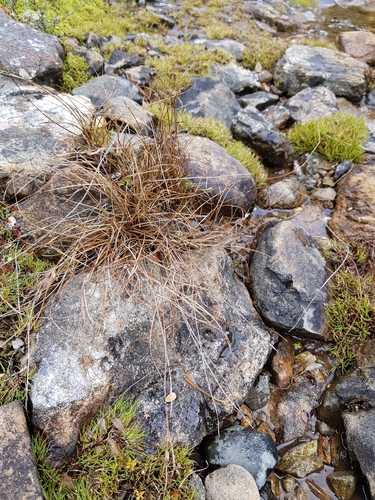 Carex traversii