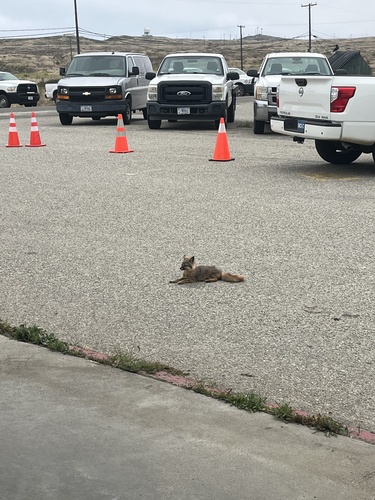 San Clemente Island Fox observed by andreaeaceae