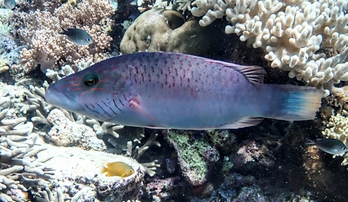 Oxycheilinus digramma