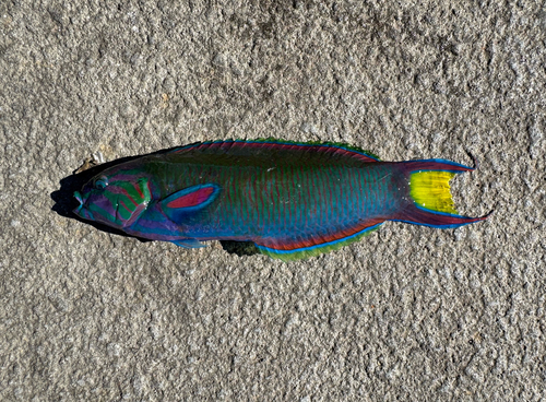 Thalassoma lunare