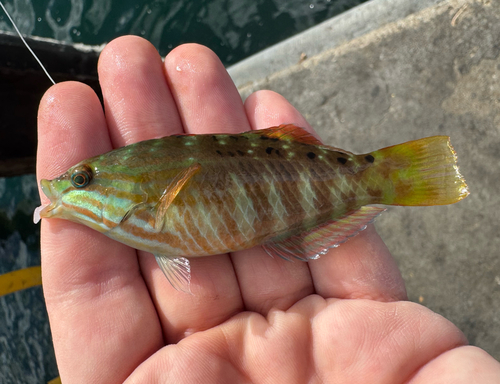 Pseudolabrus guentheri