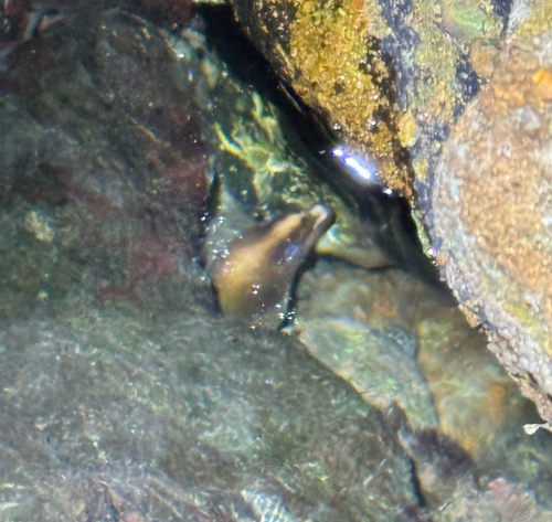 Gymnothorax prasinus
