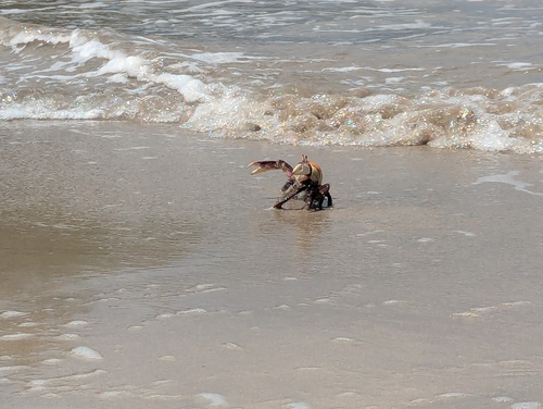 Atlantic Mangrove Ghost Crab