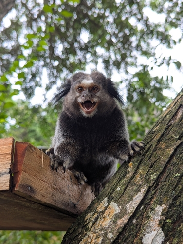 Black-tufted-ear Marmoset