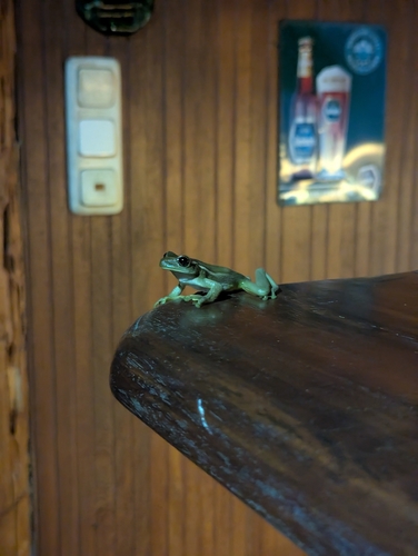 Porto Alegre Golden-eyed Tree Frog