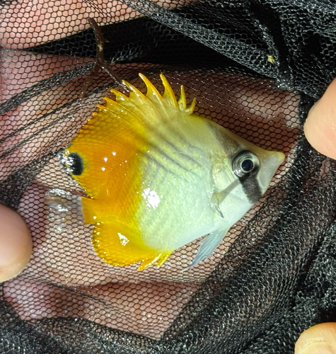 Chaetodon auriga