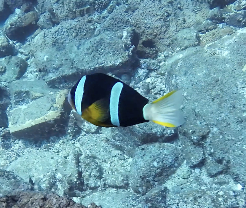 Clownfish