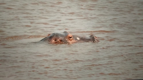 Common Hippopotamus