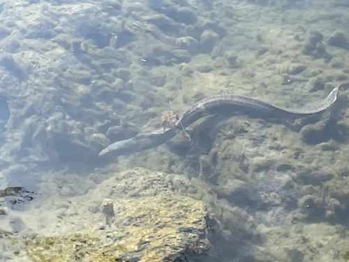 Gymnothorax pictus