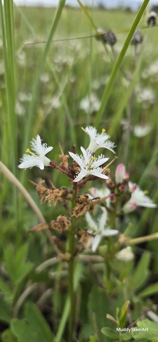 Bogbean