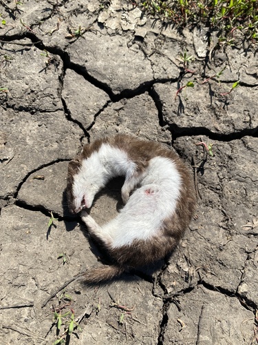 Least Weasel observed by andreyf