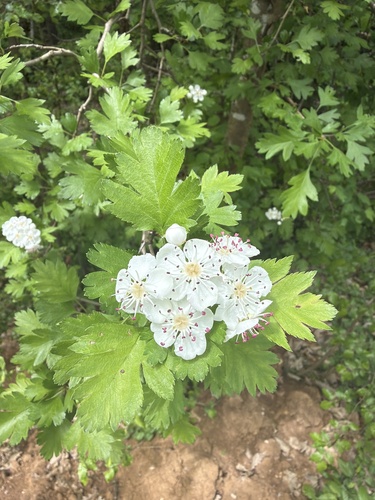 common hawthorn