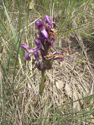 green-winged orchid