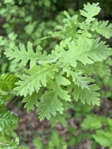 Hungarian Oak