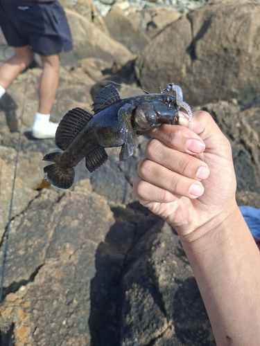Gobius cobitis