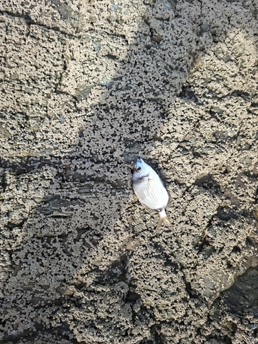 Diplodus vulgaris