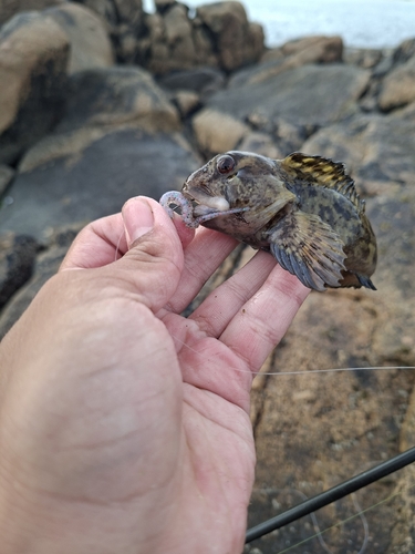Lipophrys pholis