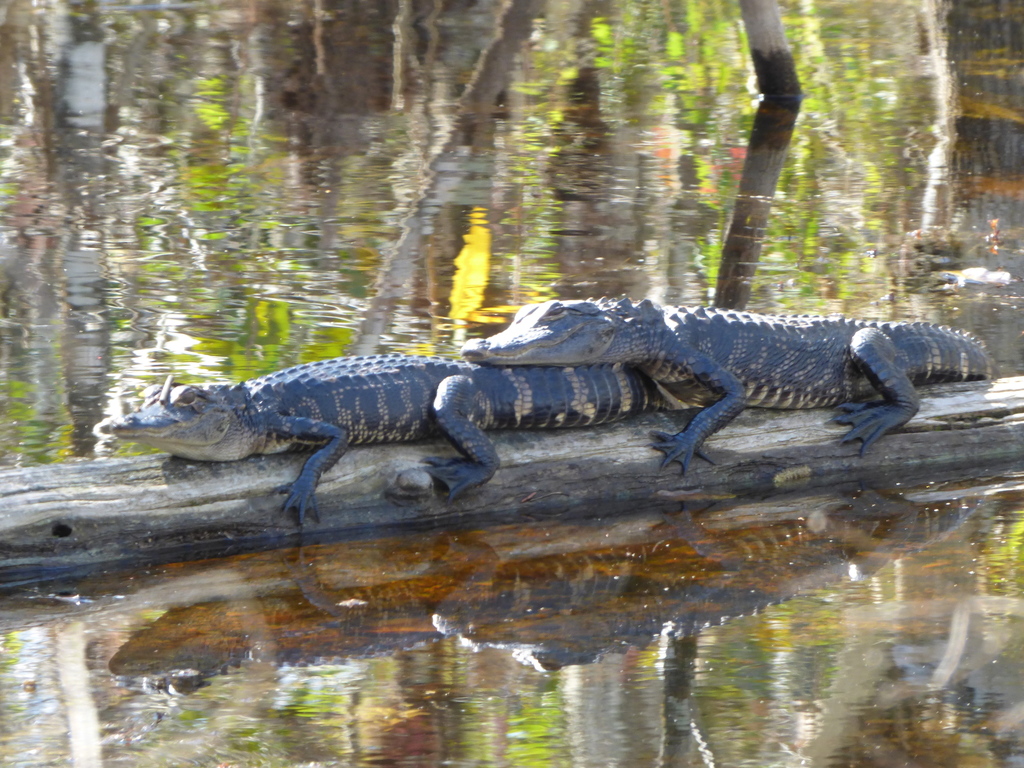 American Alligator from W Main Trail (Gate 7), Naples, FL 34114, USA on