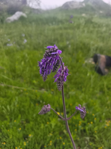 Nodding Sage
