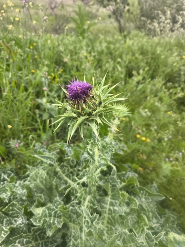 milk thistle