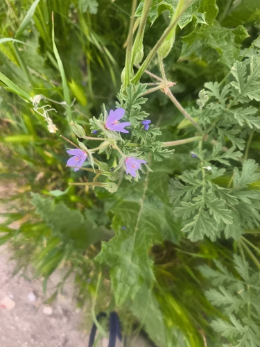 Long-beaked Stork's-bill