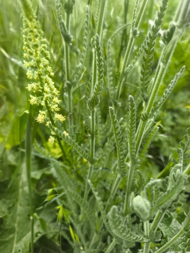 Wild Mignonette