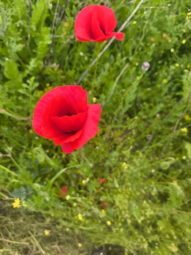 common poppy