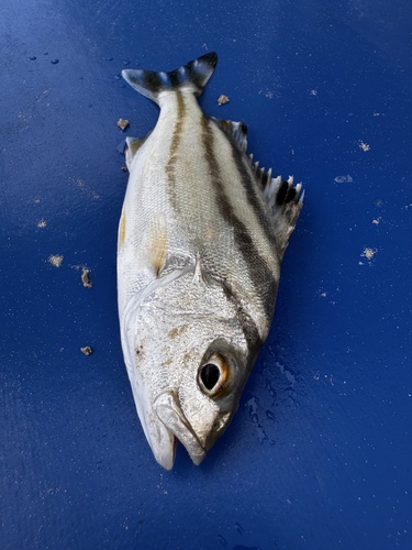 Terapon jarbua