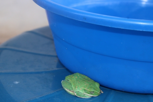 Yellow-spotted Tree Frog