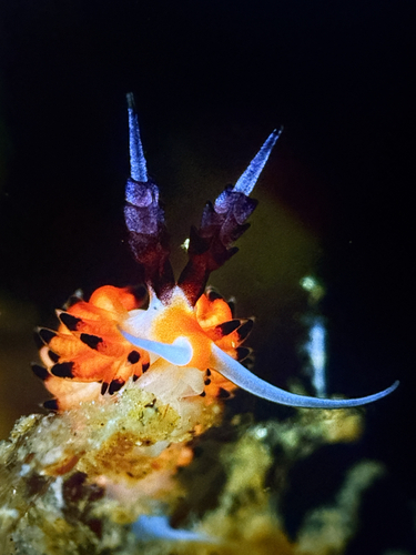 Favorinus tsuruganus
