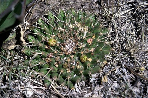 Mammillaria gigantea