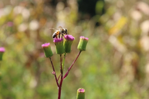 Western Honey Bee