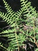 Pouched Coral Fern - Photo (c) Patrick Campbell, all rights reserved, uploaded by Patrick Campbell