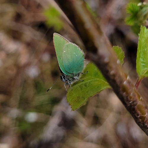Green Hairstreak