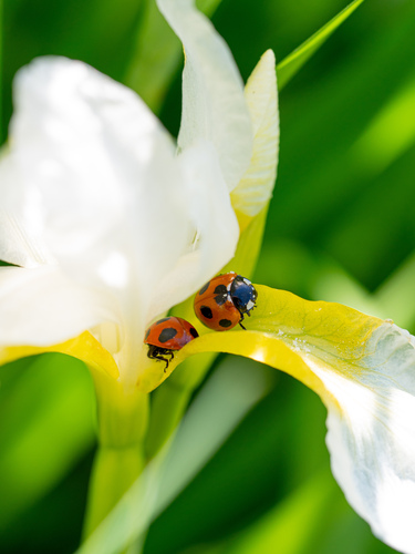 Seven-spotted Lady Beetle