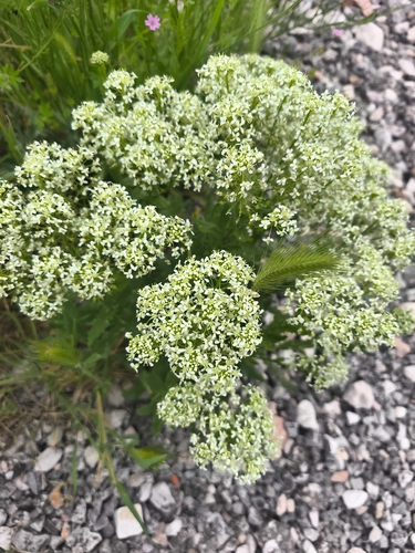 Heart-podded Hoary Cress