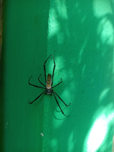 Redleg Orbweaver