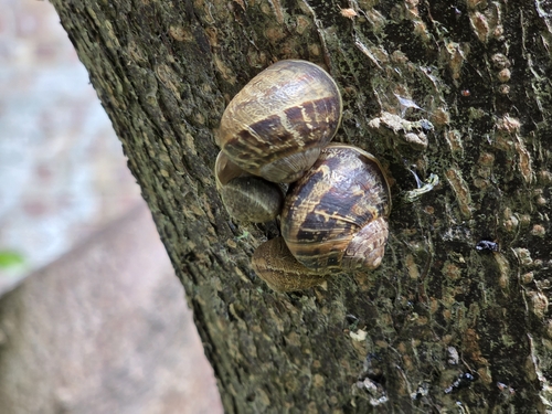 Cornu aspersum