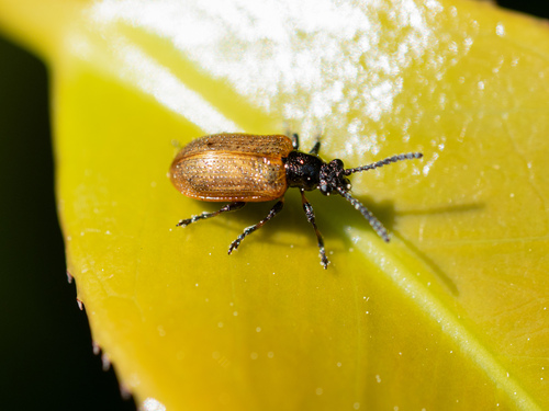 Lema decempunctata