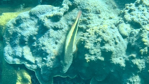 Paracirrhites forsteri
