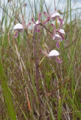 Image of Eulophia caricifolia