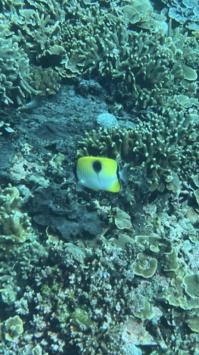 Chaetodon unimaculatus
