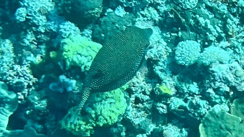 Ostracion meleagris