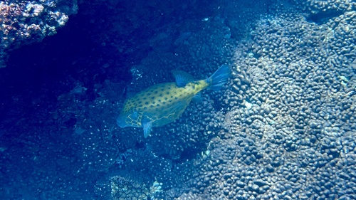 Ostracion cubicum