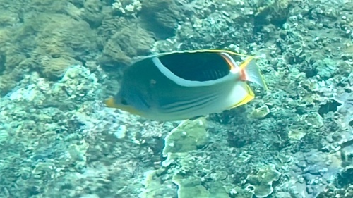 Chaetodon ephippium