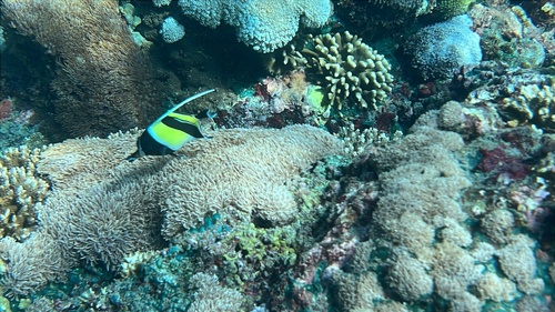 Zanclus cornutus
