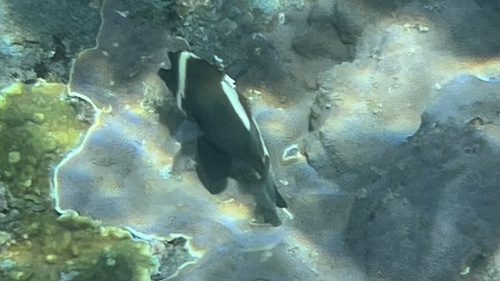 Heniochus varius